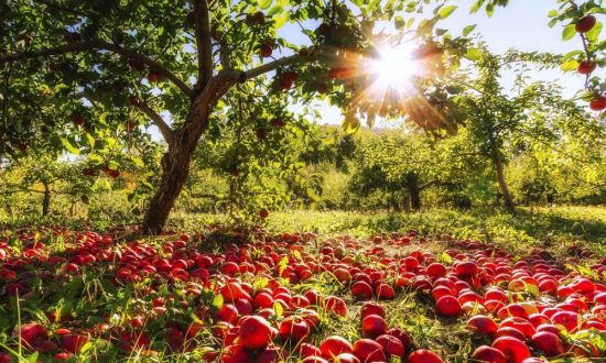 Яблочный сад (35 фото)