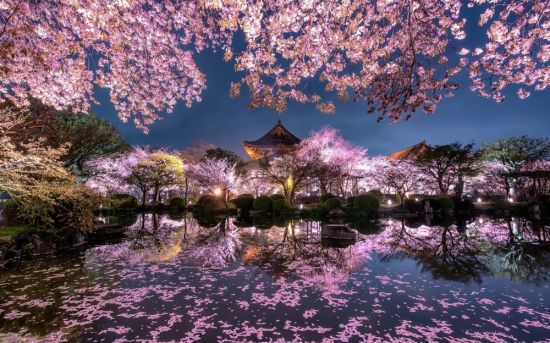 Японский сад Сакура (39 фото)