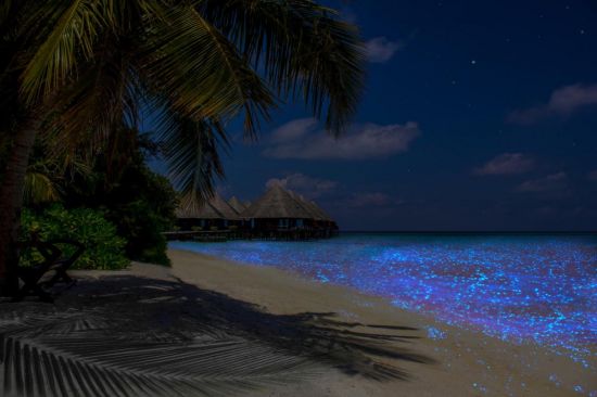 Светящийся пляж на Мальдивах (37 фото)