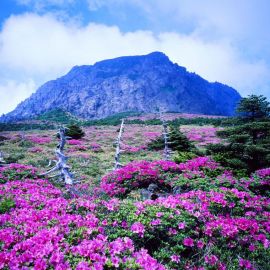 Остров Чеджу Южная Корея (63 фото)