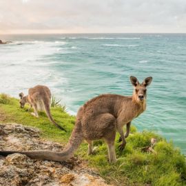 Остров кенгуру в Австралии (68 фото)