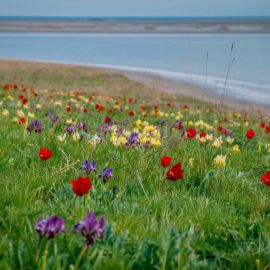 Остров тюльпанов в Калмыкии (35 фото)