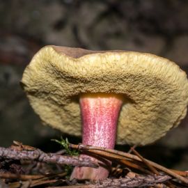 Губчатые грибы съедобные (27 фото)