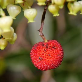 Экзотические ягоды (61 фото)