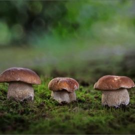 Поляна белых грибов (59 фото)