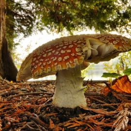 Большой гриб (43 фото)