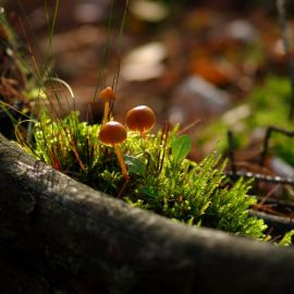 Лечебные грибы (10 фото)