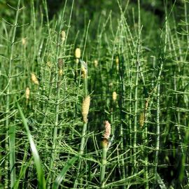 Трава хвоща полевого (32 фото)