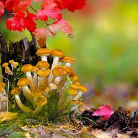 Сентябрьские грибы (58 фото)