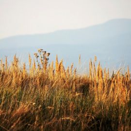 Пожухлая трава (51 фото)