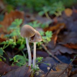 Несъедобные грибы Ленинградской области (54 фото)