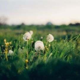 Белая трава (51 фото)