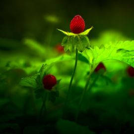 Красная клубника (52 фото)
