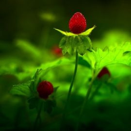 Зеленая клубника (56 фото)