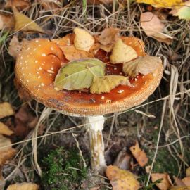 Съедобные грибы в октябре (59 фото)