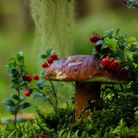Красивые ягоды в лесу (58 фото)