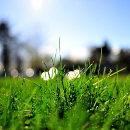 Зелень трава (56 фото)