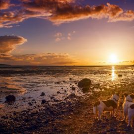 Собака на море (54 фото)