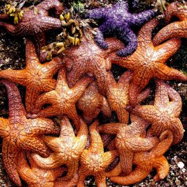 Цветок морская звезда (29 фото)