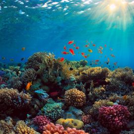 Кораллы в океане (57 фото)