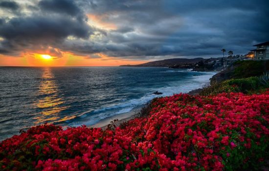 Цветы на фоне моря (60 фото)