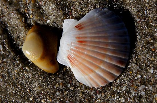 Ракушка гребешок морской (52 фото)
