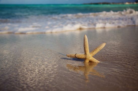 Морская звезда на песке (54 фото)