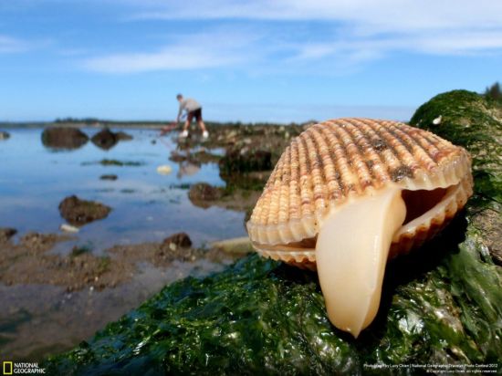 Морские двустворчатые моллюски (56 фото)