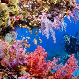 Подводный мир индийского океана (59 фото)