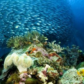 Море подводный мир (56 фото)