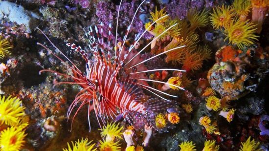 Обитатели морских глубин (58 фото)