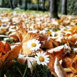 Осенние ромашки (56 фото)