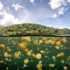 Озеро медуз Палау (59 фото)