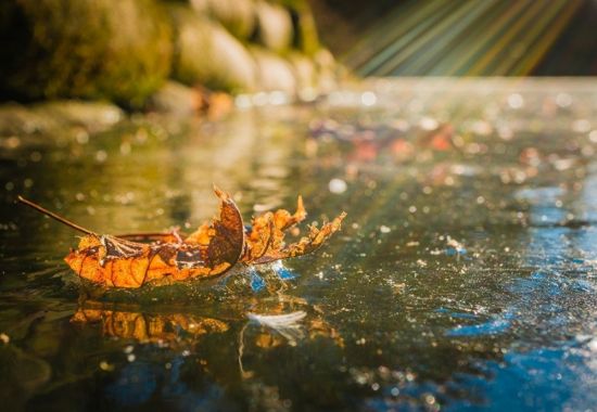 Осенние листья на воде (54 фото)