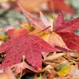Осенний листок (55 фото)