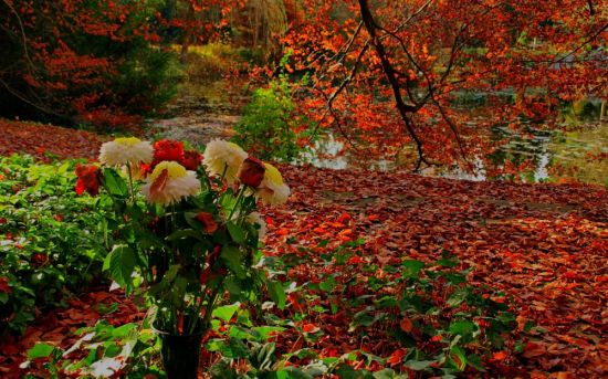 Осенний цветник (54 фото)