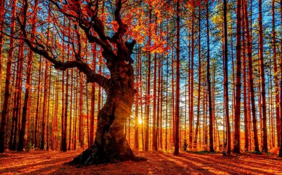 Деревья осенью (49 фото)