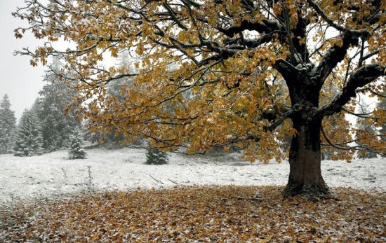 Деревья поздней осенью (53 фото)