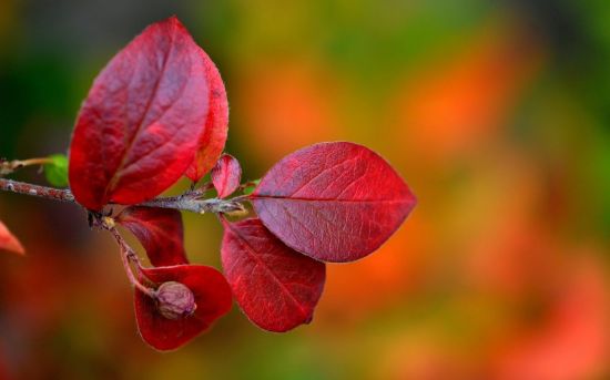Листья бересклета осенью (55 фото)