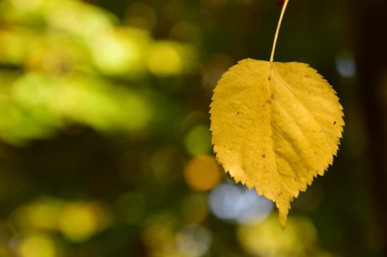 Листья липы осенью (52 фото)