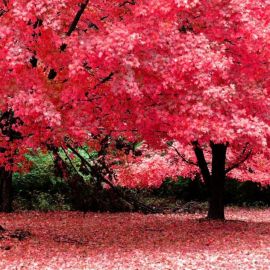 Сакура осенью (56 фото)