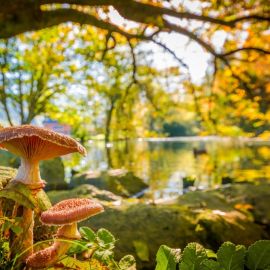 Осень грибы (57 фото)