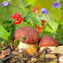 Осенние грибы Подмосковья (59 фото)