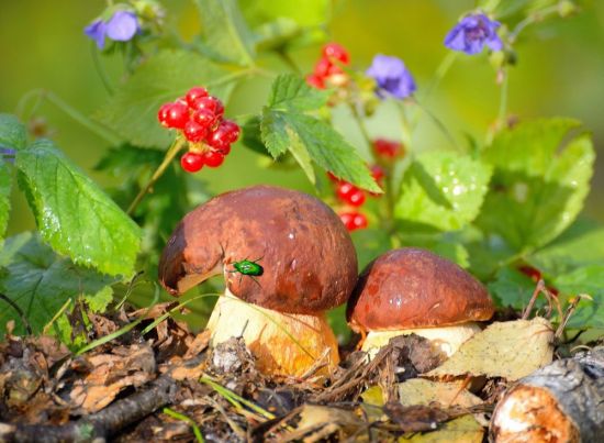 Осенние грибы Подмосковья (59 фото)