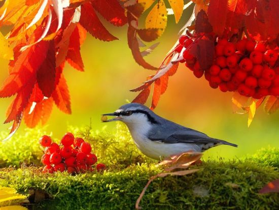 Осенние птицы (60 фото)
