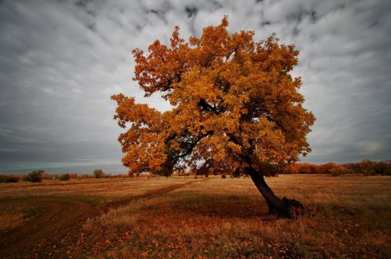 Осенний дуб (51 фото)