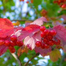 Листья калины осенью (58 фото)