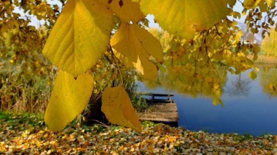 Осенний блюз (53 фото)