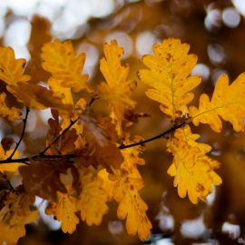 Дубовый лист осенью (51 фото)
