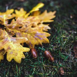 Осенний дубовый лист (49 фото)